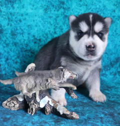 Siberian Husky Nordic Fire