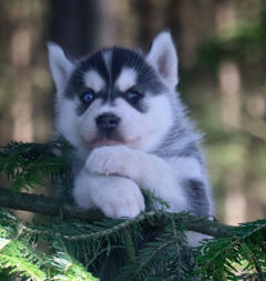 Siberian Husky Nordic Fire