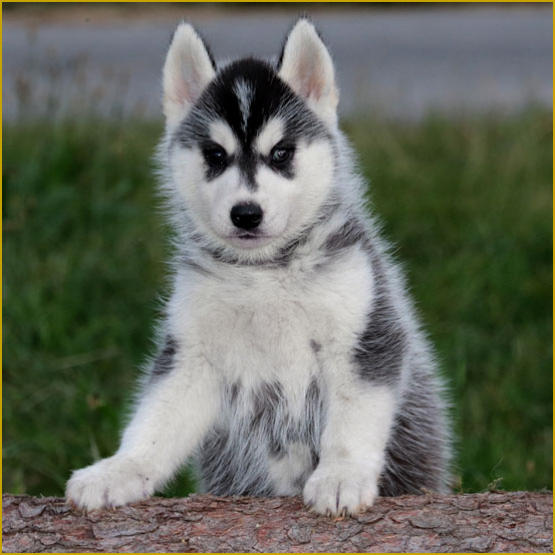 Siberian Husky Nordic Fire