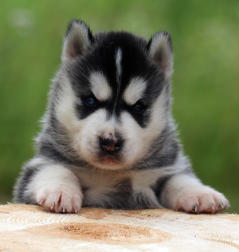 Siberian Husky Nordic Fire