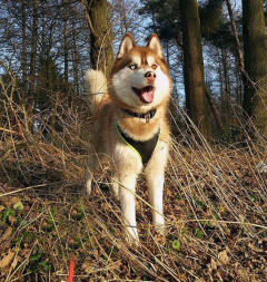 Siberian Husky Nordic Fire