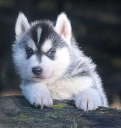 Siberian Husky Nordic Fire