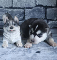 Siberian Husky Nordic Fire