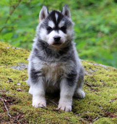 Siberian Husky Nordic Fire