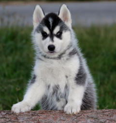 Siberian Husky Nordic Fire