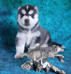 Siberian Husky Nordic Fire