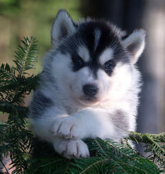 Siberian Husky Nordic Fire