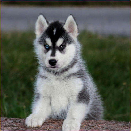 Siberian Husky Nordic Fire