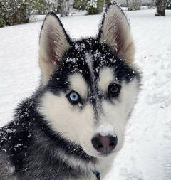 Siberian Husky Nordic Fire