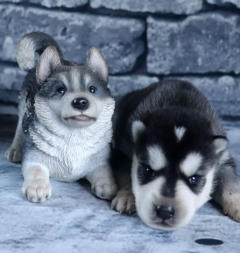 Siberian Husky Nordic Fire