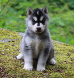 Siberian Husky Nordic Fire