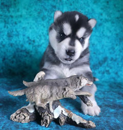 Siberian Husky Nordic Fire