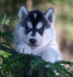 Siberian Husky Nordic Fire