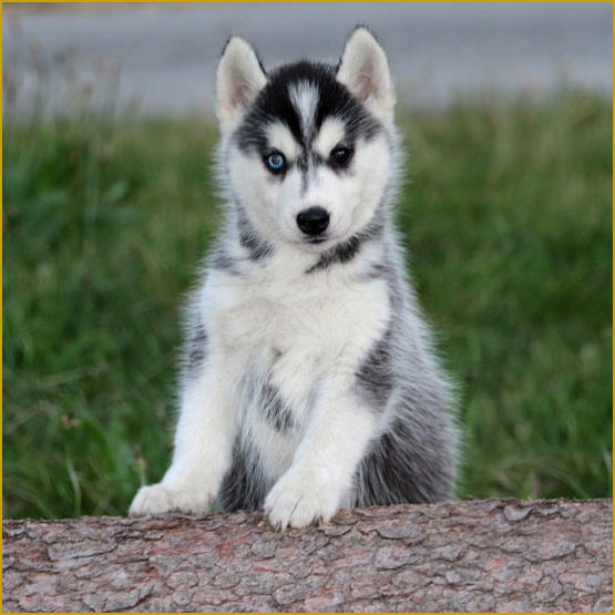 Siberian Husky Nordic Fire