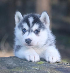 Siberian Husky Nordic Fire