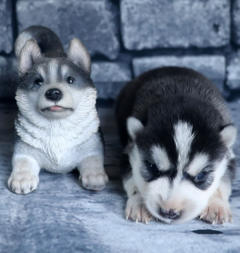 Siberian Husky Nordic Fire