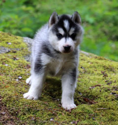 Siberian Husky Nordic Fire