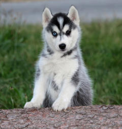 Siberian Husky Nordic Fire