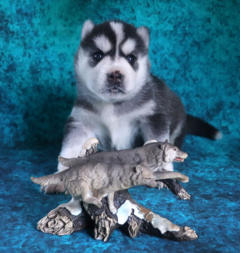 Siberian Husky Nordic Fire