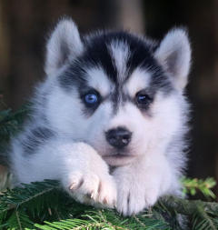 Siberian Husky Nordic Fire