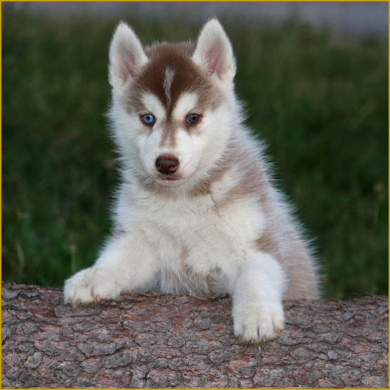 Siberian Husky Nordic Fire