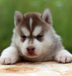 Siberian Husky Nordic Fire