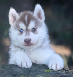 Siberian Husky Nordic Fire