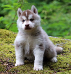 Siberian Husky Nordic Fire