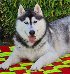 Siberian Husky Nordic Fire