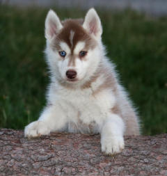 Siberian Husky Nordic Fire