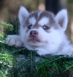 Siberian Husky Nordic Fire