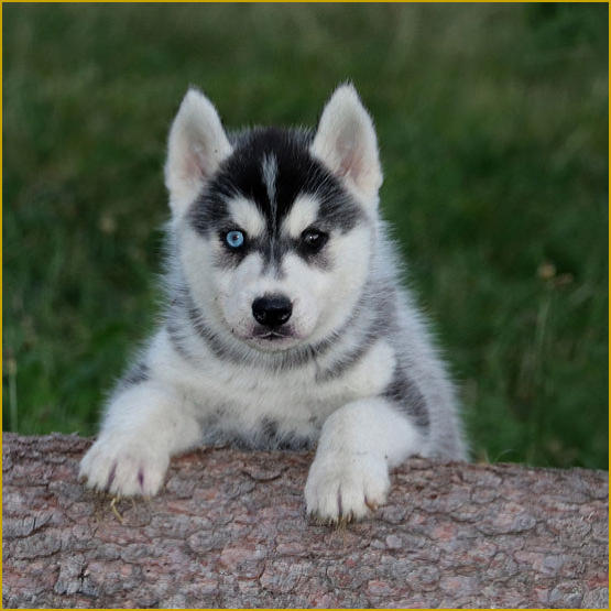 Siberian Husky Nordic Fire