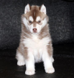 Siberian Husky Nordic Fire