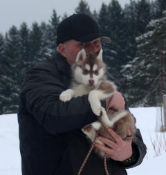 Siberian Husky Nordic Fire