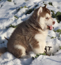 Siberian Husky Nordic Fire