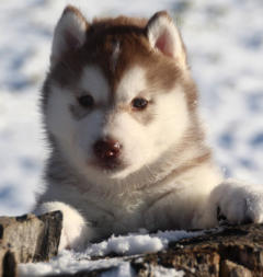 Siberian Husky Nordic Fire