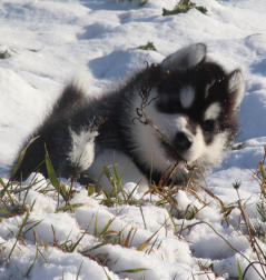 Siberian Husky Nordic Fire