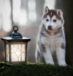 Siberian Husky Nordic Fire