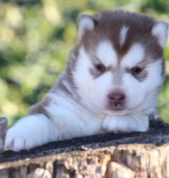 Siberian Husky Nordic Fire