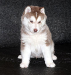 Siberian Husky Nordic Fire