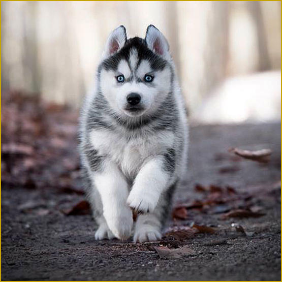 Siberian Husky Nordic Fire