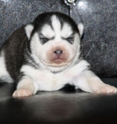 Siberian Husky Nordic Fire