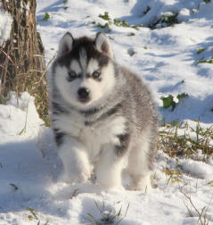 Siberian Husky Nordic Fire