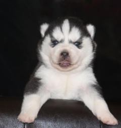 Siberian Husky Nordic Fire