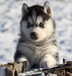 Siberian Husky Nordic Fire