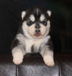 Siberian Husky Nordic Fire