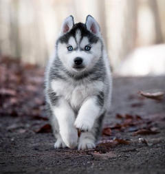 Siberian Husky Nordic Fire