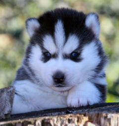 Siberian Husky Nordic Fire