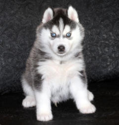 Siberian Husky Nordic Fire