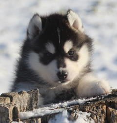 Siberian Husky Nordic Fire